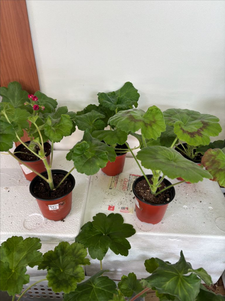 Ts물랑루즈 + 러시아제라늄 4종--6