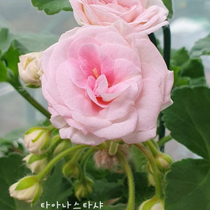 제라늄 타아나타샤 러