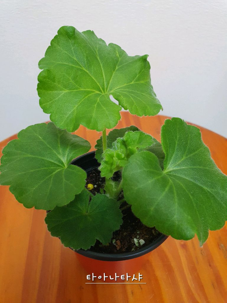 제라늄 타아나타샤 러--1