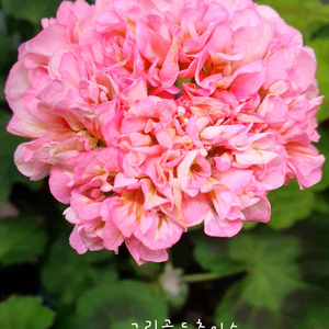 제라늄 더그린초이스