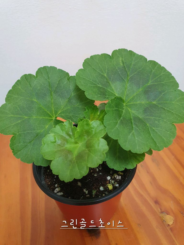 제라늄 더그린초이스--1