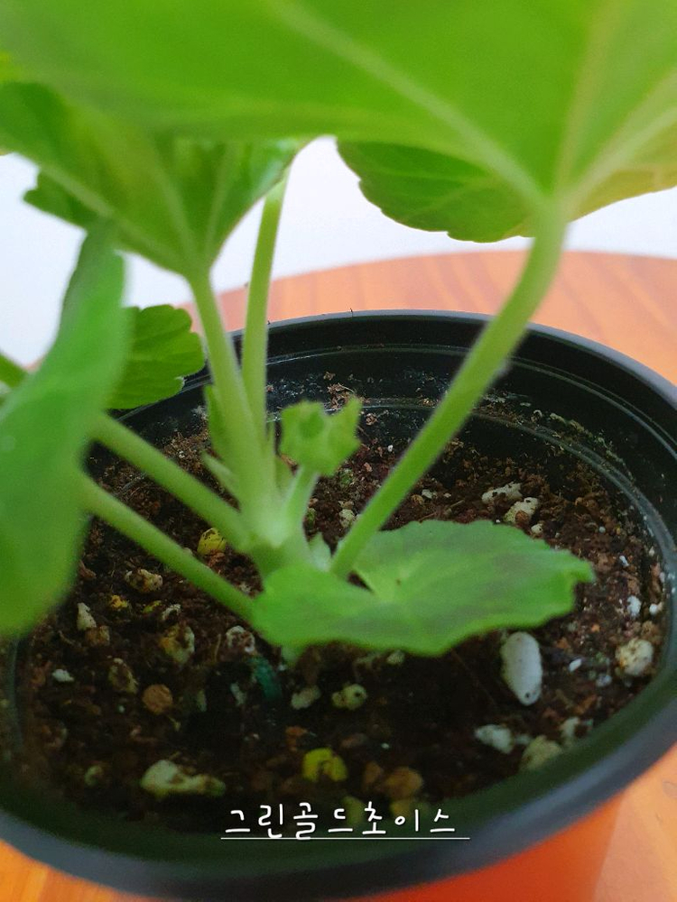 제라늄 더그린초이스--2