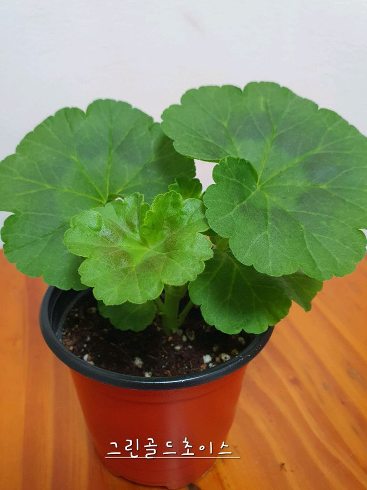 제라늄 더그린초이스--3