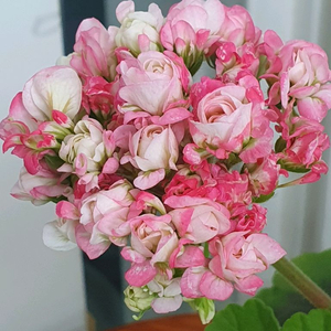 제라늄 비비에일리