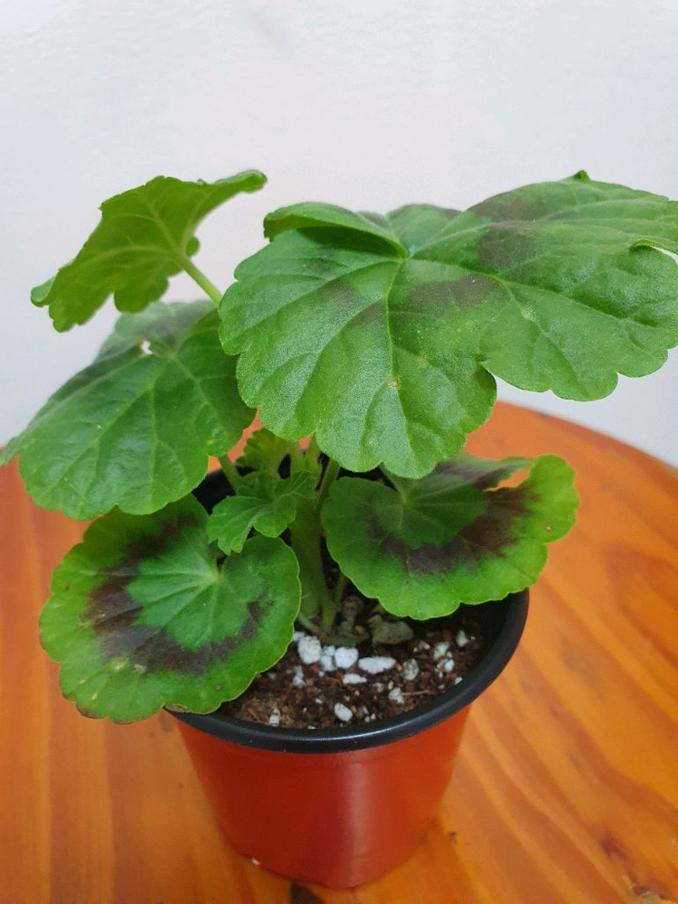 제라늄 비비에일리--1