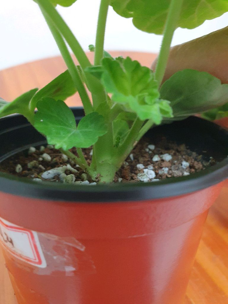 제라늄 비비에일리--2