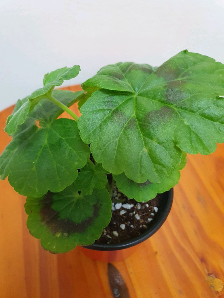 제라늄 비비에일리--3