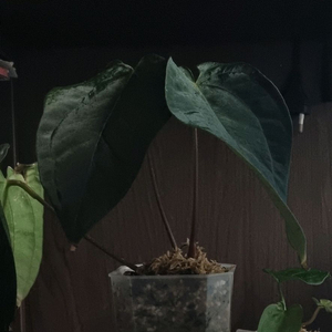 안스리움 (리팝x포틸)xbvep