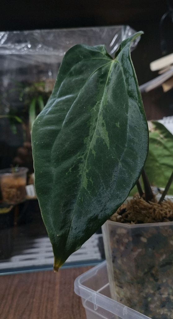 안스리움 (리팝x포틸)xbvep--1