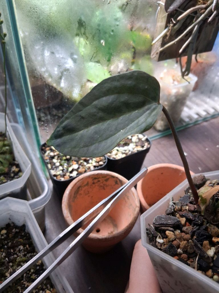 안스리움 (리팝x포틸)xbvep--2