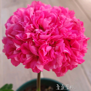 제라늄 좋을꽃비