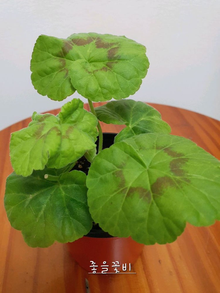 제라늄 좋을꽃비--1