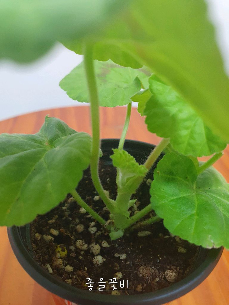 제라늄 좋을꽃비--2