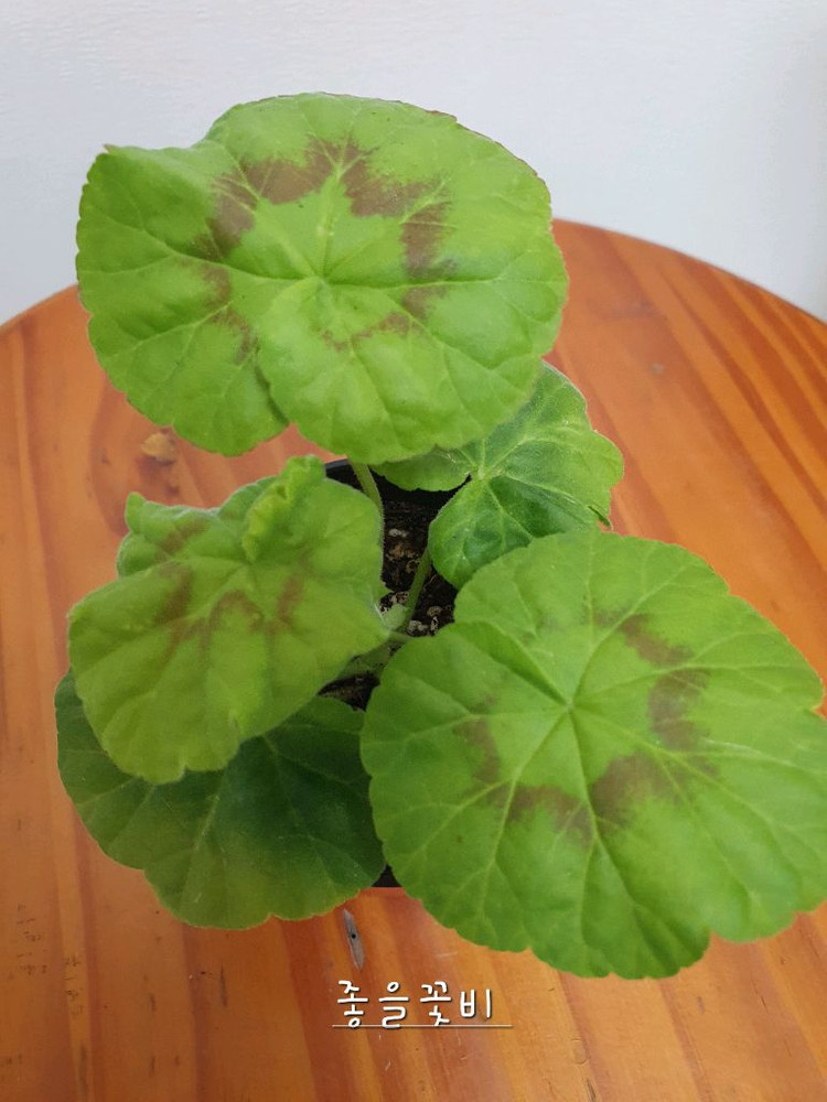 제라늄 좋을꽃비--3