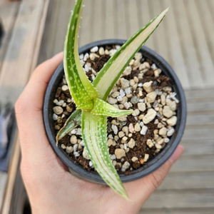 무늬 사포나리아 알로에 무늬종