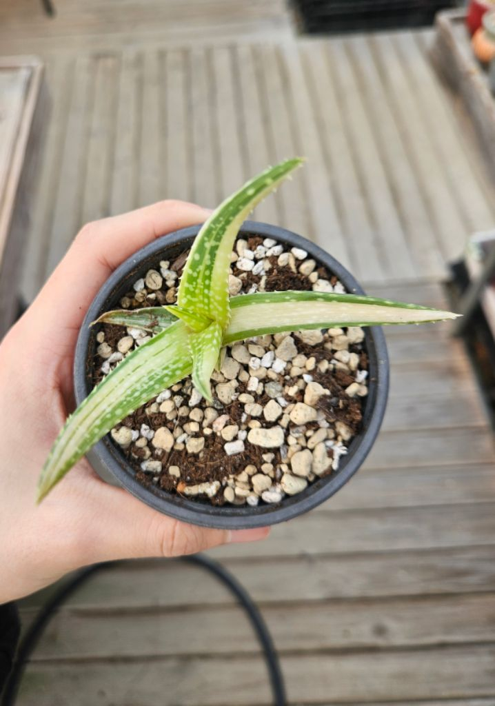 무늬 사포나리아 알로에 무늬종--1