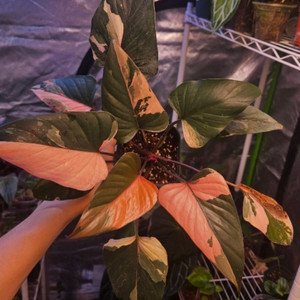 호말로메나 아로마티카 바리에가타/ 삼각 호말 레드 바리