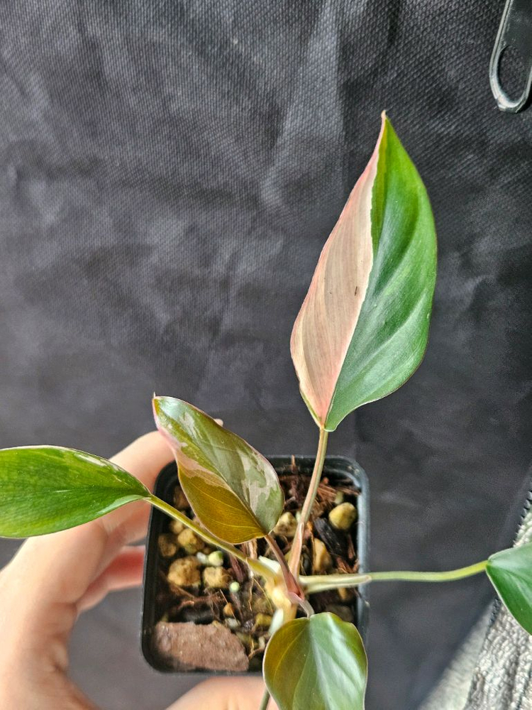 호말로메나 아로마티카 바리에가타/ 삼각 호말 레드 바리--2