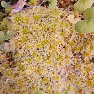 스패그넘모스 생수태 옐로우 이끼