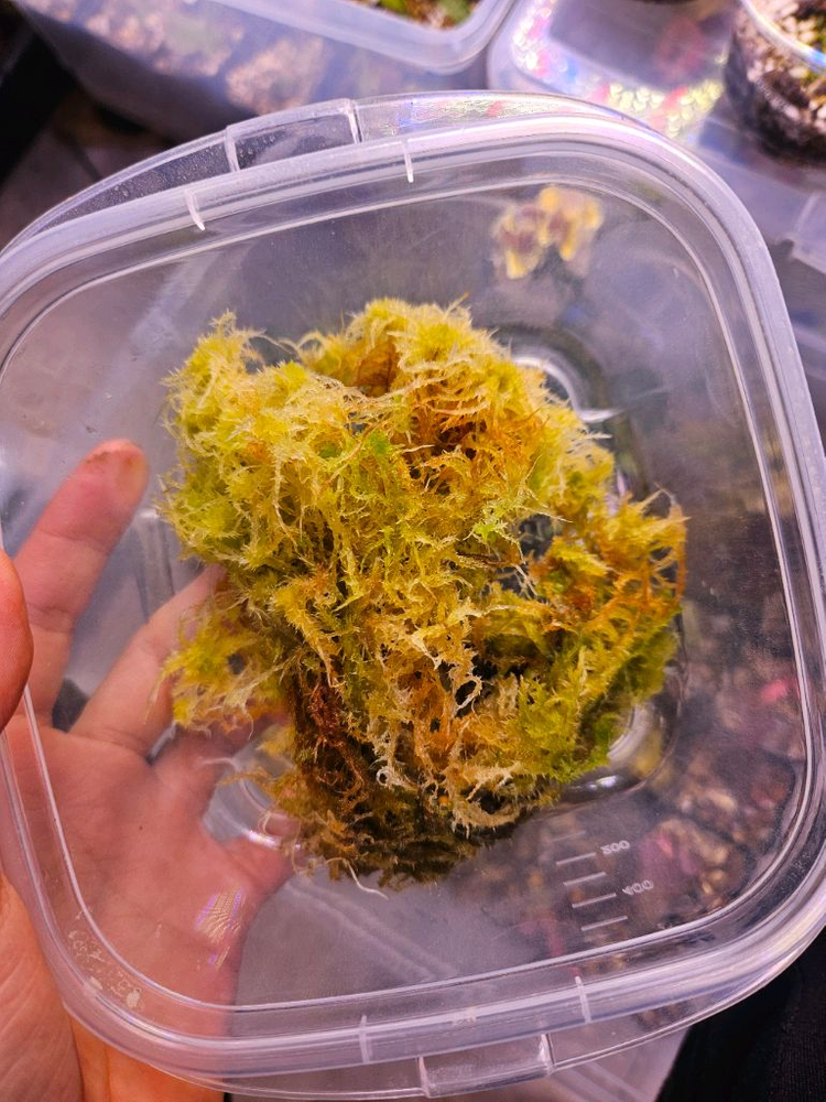 스패그넘모스 생수태 옐로우 이끼--1