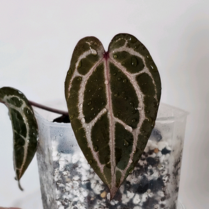 안스리움 자라*미쉘 닥터블락