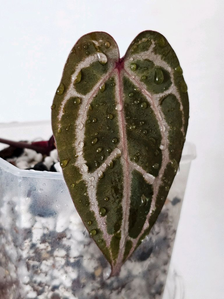 안스리움 자라*미쉘 닥터블락--1