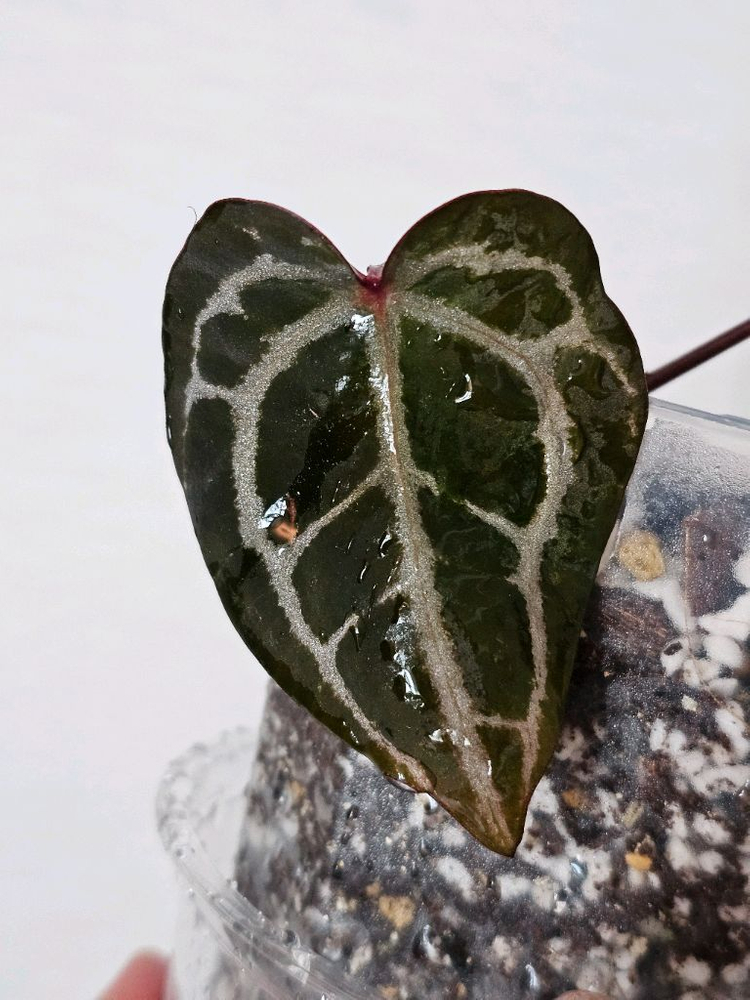 안스리움 자라*미쉘 닥터블락--2