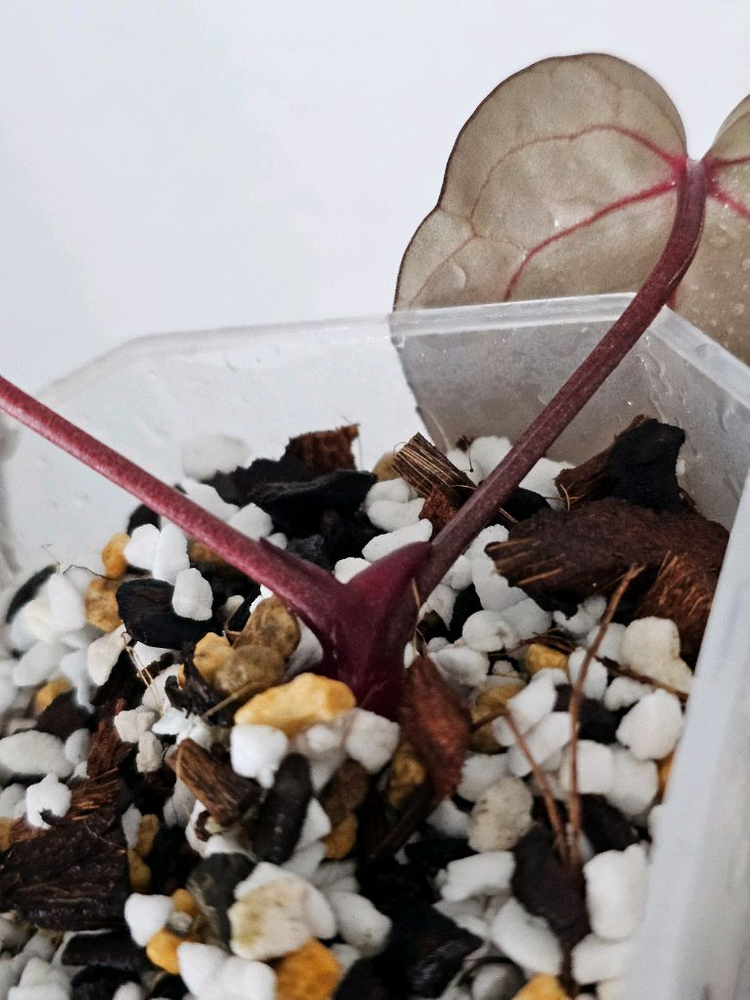 안스리움 자라*미쉘 닥터블락--3