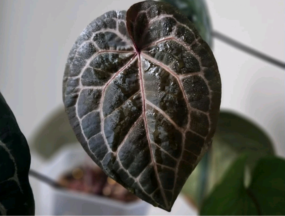 안스리움 자라*미쉘 닥터블락--4