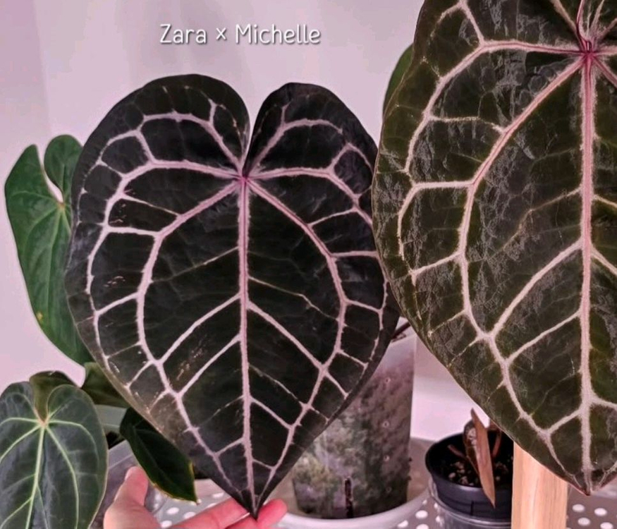 안스리움 자라*미쉘 닥터블락--5