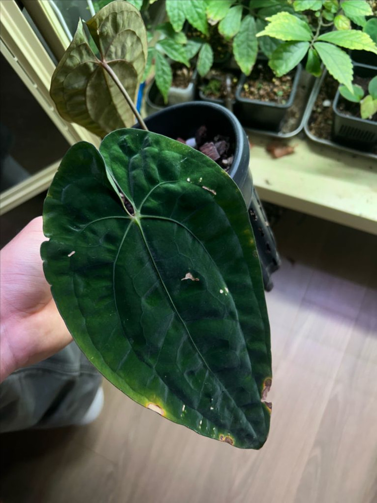 안스리움 파필릴라미넘 알파 ra1 anthurium papillilaminum alpha self--1