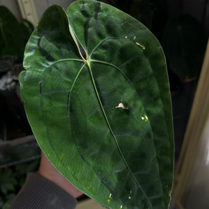 안스리움 파필릴라미넘 알파 ra1 anthurium papillilaminum alpha self