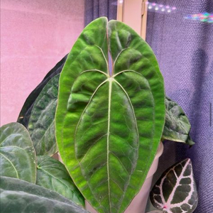 안스리움 파필 알파 x 미스틱 (ra1 x ra4)