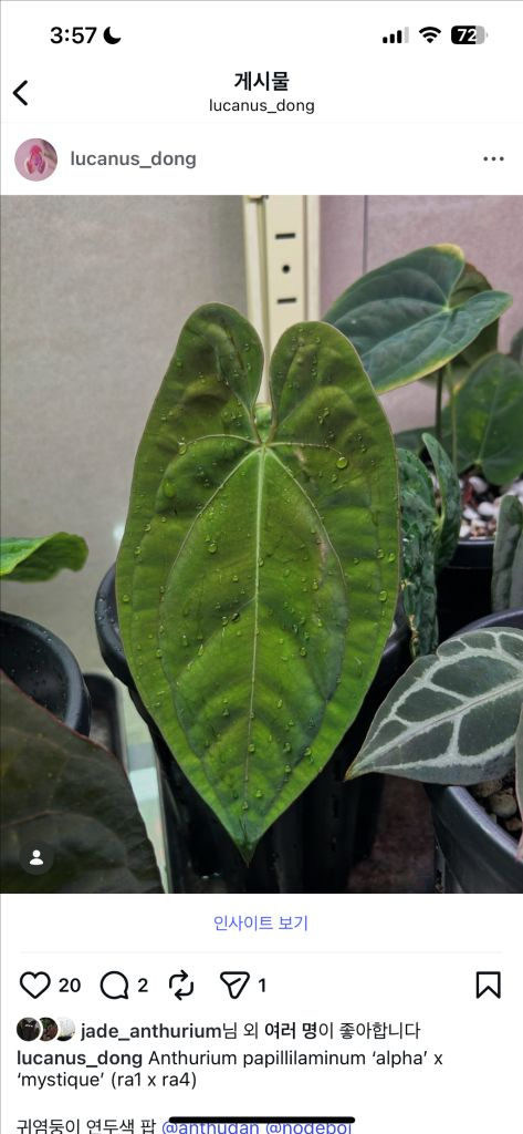 안스리움 파필 알파 x 미스틱 (ra1 x ra4)--1