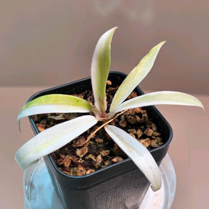 필로덴드론 화이트 토텀