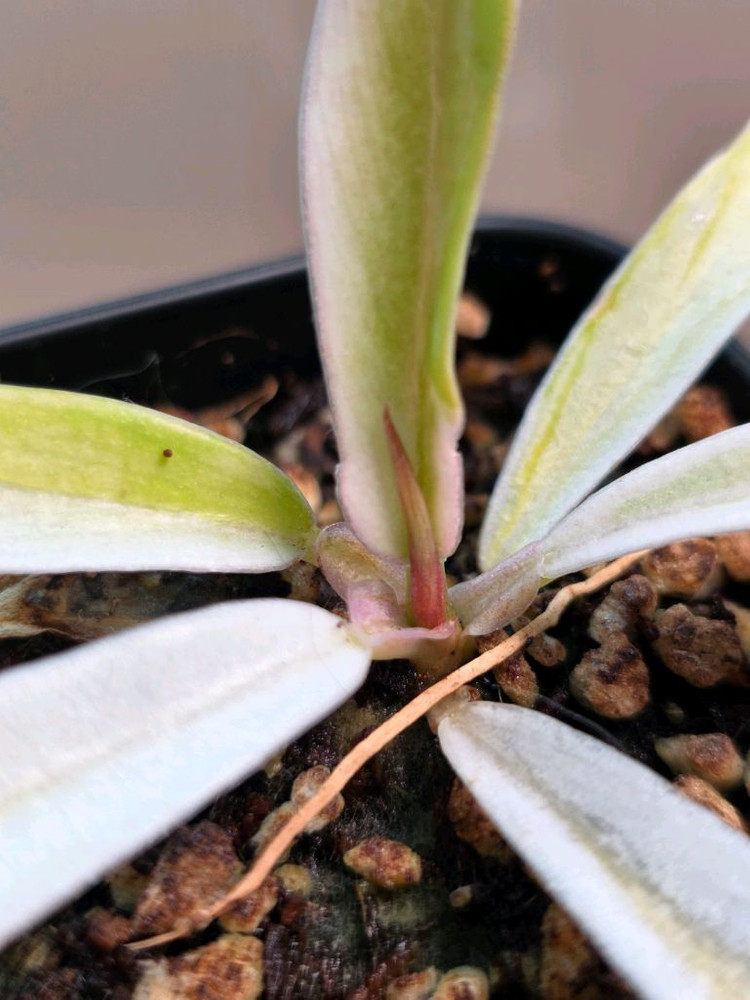 필로덴드론 화이트 토텀--1