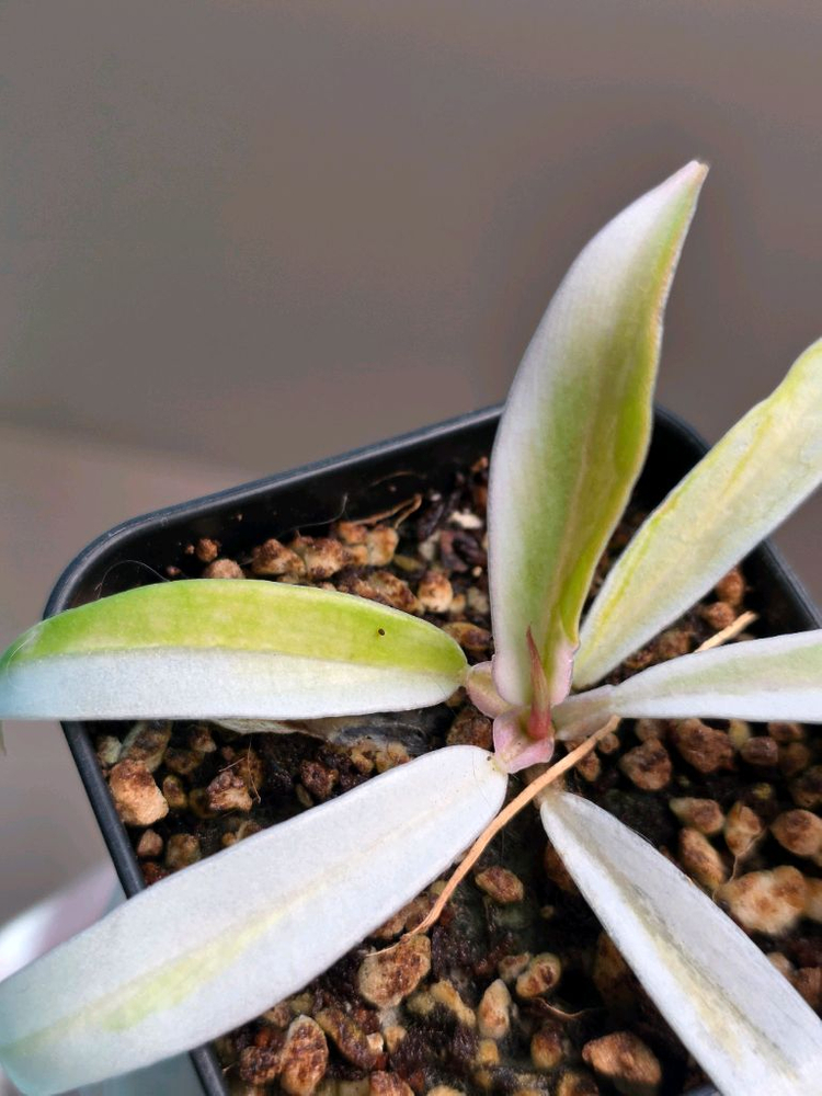 필로덴드론 화이트 토텀--2