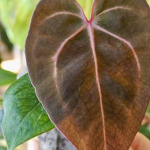 안스리움 NSE 칼라포틸 +미쉘자라 닥터블락 ㅡ칼라미쉘리움