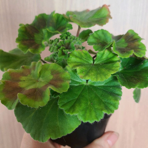 러시아제라늄 챠밍보르도