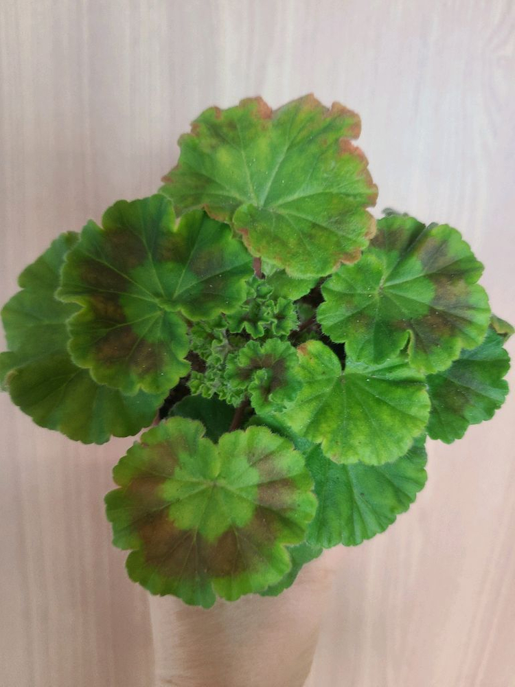 러시아제라늄 챠밍보르도--1