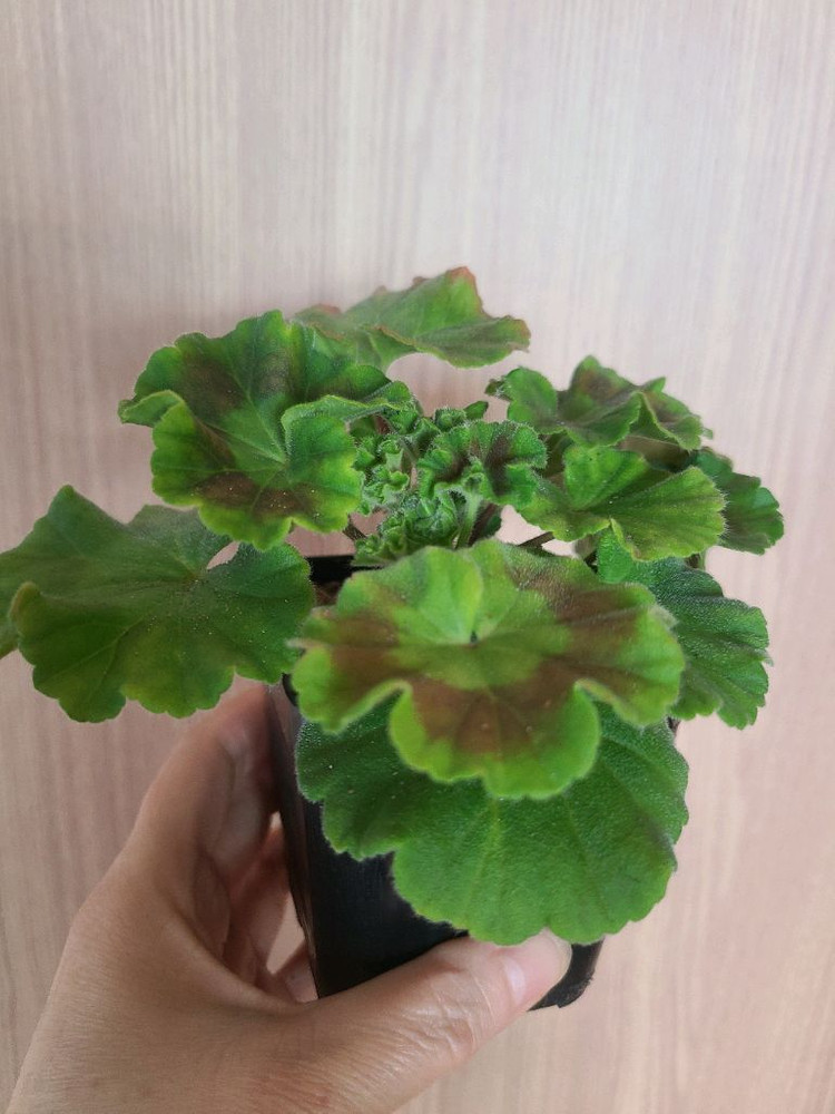 러시아제라늄 챠밍보르도--2