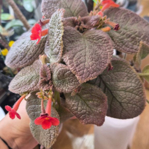 에피스시아 쉬머링실버