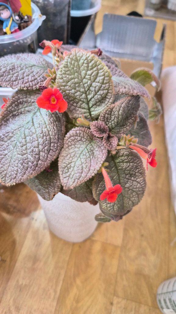 에피스시아 쉬머링실버--1