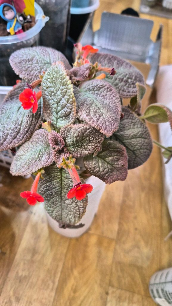 에피스시아 쉬머링실버--2