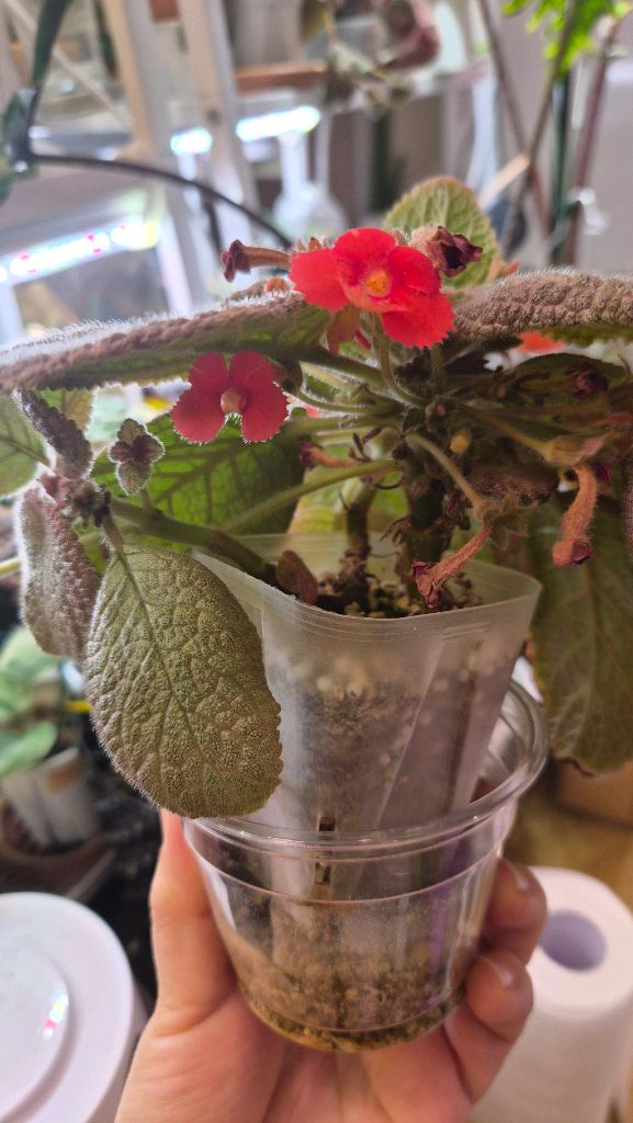 에피스시아 쉬머링실버--3