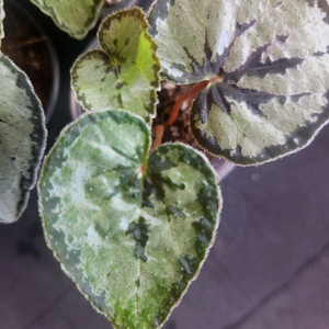 베고니아 딘두이 실버