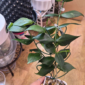 호야 폴리네우라 그린