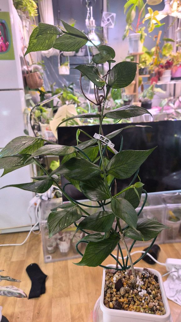 호야 폴리네우라 그린--1