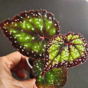 베고니아)) ds-동화