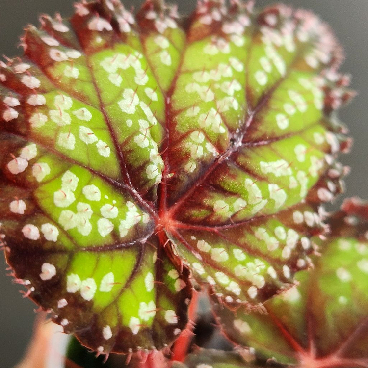 베고니아)) ds-동화--2